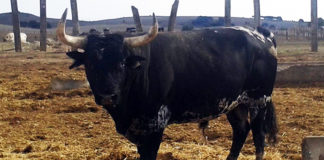 Uno de los toros rechazados en Écija. (FOTO: Sevilla Taurina)